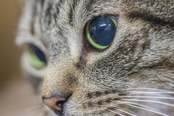 muzzle of a tabby cat with big eyes, close up,soft focus