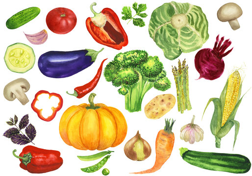 Big set of watercolor vegetables hand-drawn on a white background isolated. Food vegan background with mushrooms, pumpkin, corn, pepper, beet, zucchini, courgette, eggplant, broccoli, pea and other