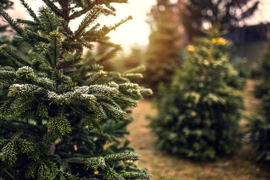 Weihnachtsbaum Verkauf