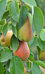 Pears ripen on the tree branch.