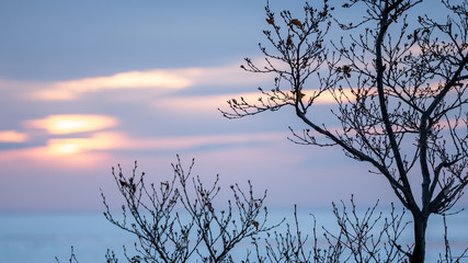 Deciduous Tree With Sunset Background