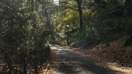 Fototapeta premium The tranquil path 8