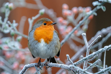 Robin on frosty branch