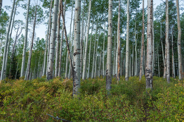 Landscape of aspen tree trunks in the forests of Colorado