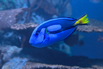 Hippo Blue Tang Fish