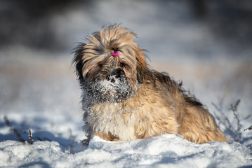 adorable shy lhasa apso puppy sitting in the snow in winter