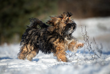 brown fluffy puppy running in the snow outdoors in winter