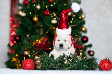 Fototapeta na wymiar funny puppy in santa hat posing in front of a decorated christmas tree indoors