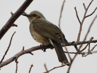 木の枝に留まるヒヨドリ