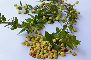 Blueberries ( Vaccinium myrtillus )