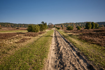 Fototapeta na wymiar Country road in the nature reserve of Luneburger Heath, Germany