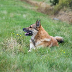 dog shepherd lying on the grass