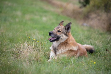 dog shepherd lying on the grass