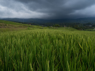 Indonesia, november 2019: Jatiluwih Rice Terrace Bali