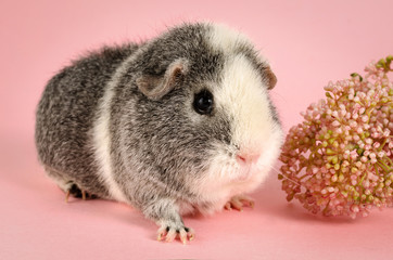 cobaya us teddy en fondo rosa