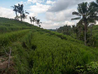 Indonesia, november 2019: Jatiluwih Rice Terrace Bali