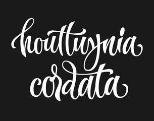 Vector hand drawn calligraphy style lettering word - houttuynia cordata. White colored isolated design. Isolated script spice text label.