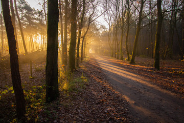 Light through forrest and  light is reflecting by mist