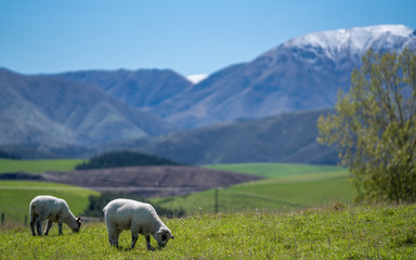 Sheep  With Natural Mountain View