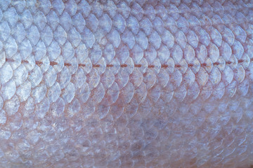 Large fish scales. Natural texture. Symmetrical pattern of scales. © sandipruel