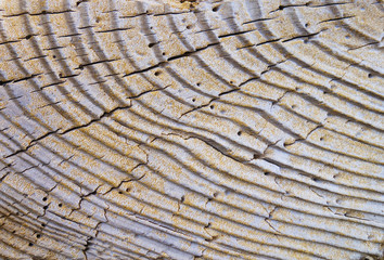 Fototapeta premium wooden surface. fragment of driftwood washed ashore