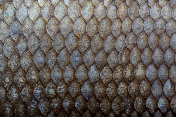 Large fish scales. Natural texture. Symmetrical pattern of scales.