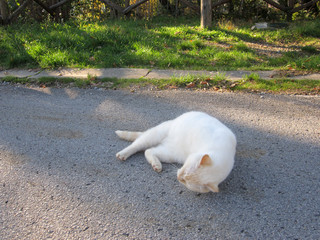 Gatto bianco cipria che fa le fusa e si rotola su strada
