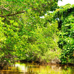 Fototapeta na wymiar Mangrove forest reflection in lake.