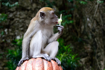 Monkey eating icecream