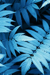 Palm leaves close-up with blue tone for print