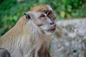 Monkey portrait