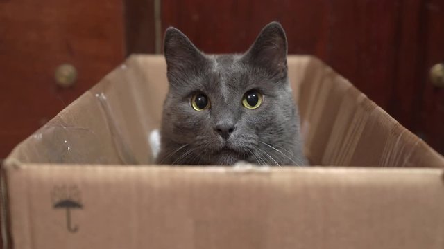 Gray cat with eyes wide open sitting in cardboard box looking at camera. Close-up of domestic cat face with dilated pupils.