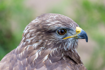 Headshot portrait of golden eagle bird of pray with blurred background. Selective focus