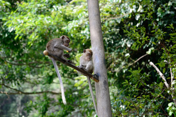 little monkeys eating bananas climbing