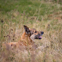 dog shepherd lying on the grass