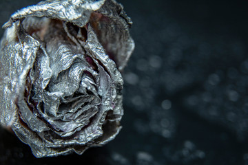 The photo of beautiful silver rose / close up
