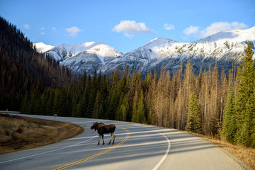Moose bull (Alces alces) crossing the road in Kootenay National Park, British Columbia