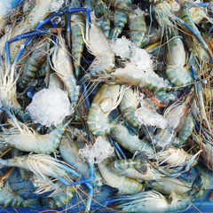 Fresh prawns with ice on a tray at a market in Thailand. close up, square