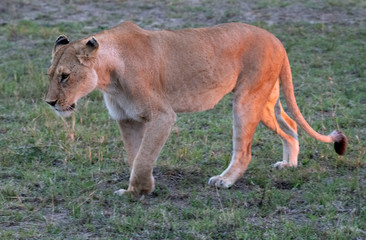 Lioness in masai mara morning sun
