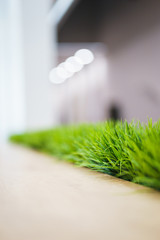 Fresh green grass in a wooden pot against a white wall in the office. Interior of the room with natural greenery. abstract background with copy space for an inscription.