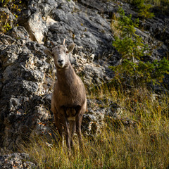 Bighorn sheep (Ovis canadensis), Kootenay National Park, British Columbia