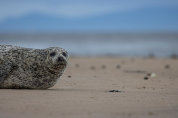 Common Seal, Harbor, Phoca vitulina, resting on the sand with colourful background near findhorn bay in Scotland during December. - 307703262