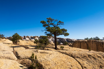 Landscape of a tree in the yellow rocks at El Morro National Monument in New Mexico