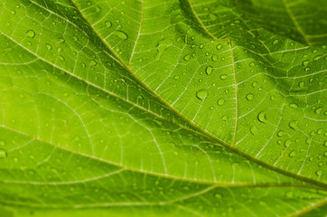 Bright green grape leaf texture covered with dew, detailed leaf structure, green background for wine