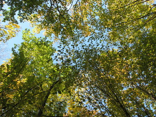 tree in spring. tree leaves on sky background