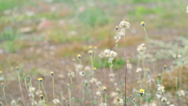 Slow motion of beautiful dried weed seed, Tridax daisy, Coat buttons, Mexican daisy flowers blowing in the wind in nature field background.