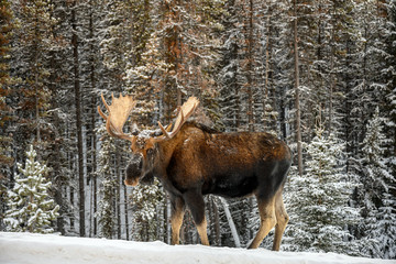 Moose (Alces alces) in Jasper National Park, Alberta, Canada