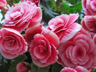 Big pink flowers for background