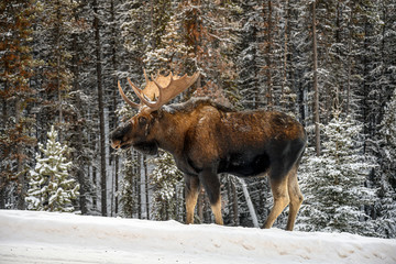 Moose (Alces alces) in Jasper National Park, Alberta, Canada