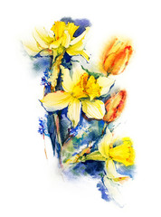 Daffodils and tulips. Watercolor floral sketch. Watercolor botanical illustration. Narcissus
